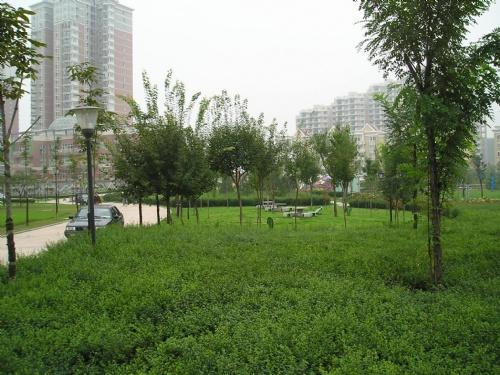 西安华曦园林绿化工程有限公司 产品供应 朔州园林绿化工程公司 华曦